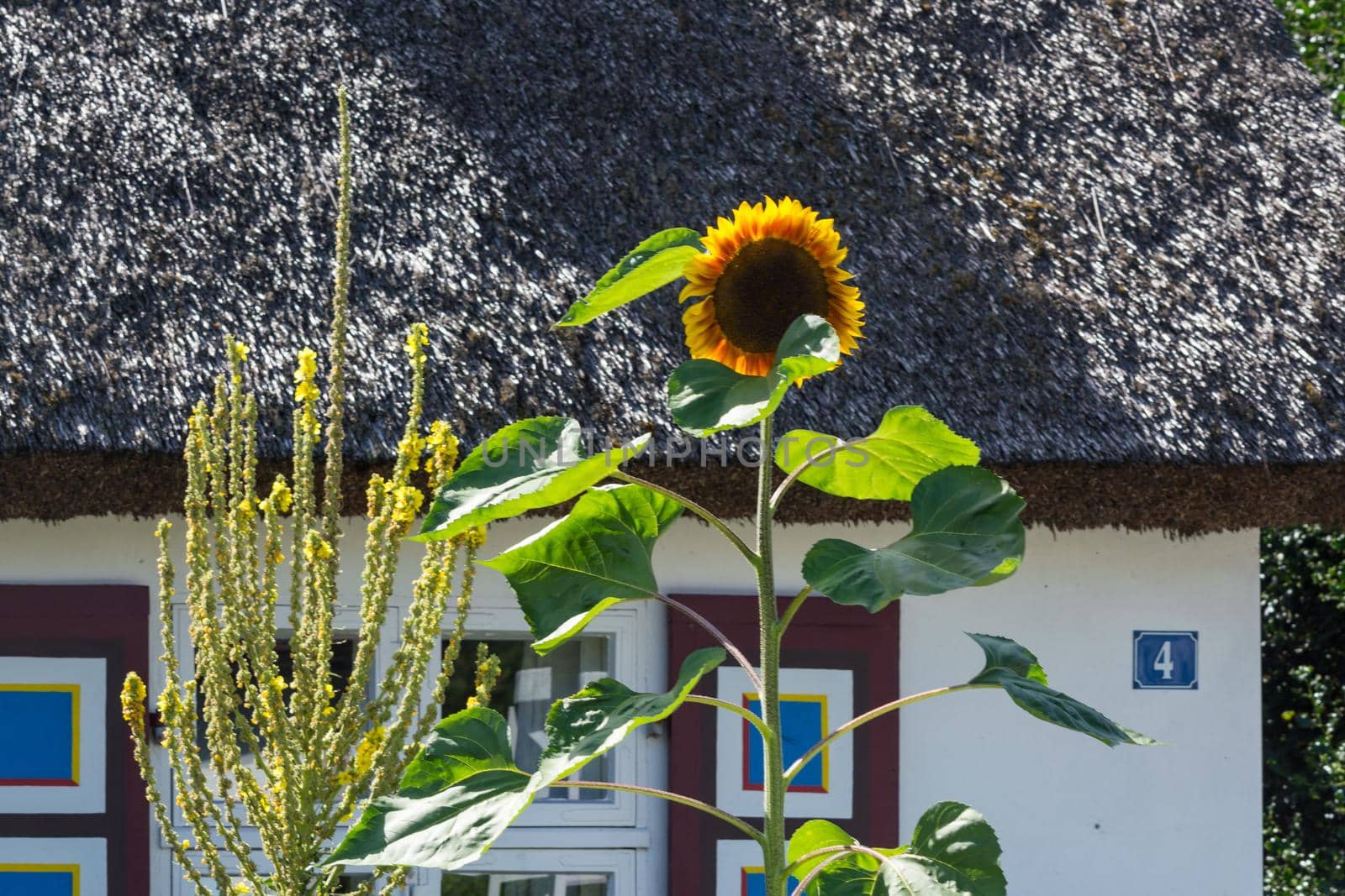 House on the peninsula Fischland-Darß-Zingst, Baltic Sea, Germany with sunflowers in the foreground