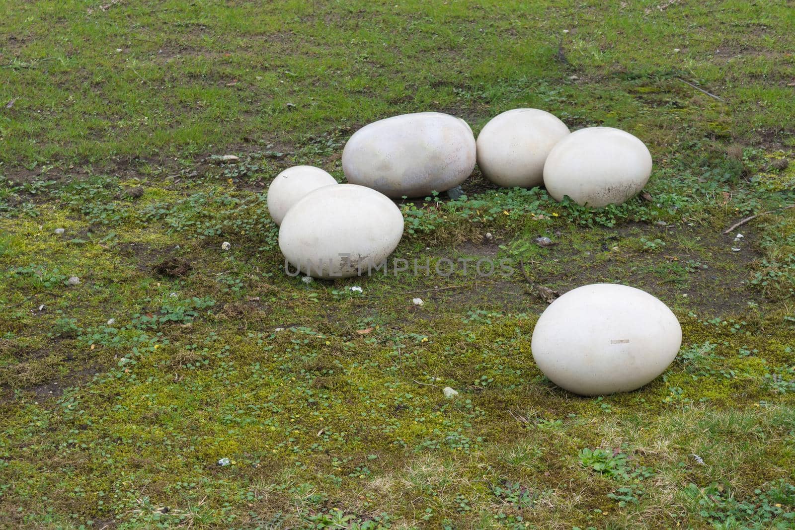 Old fossil stone eggs with cracks isolated on a green meadow