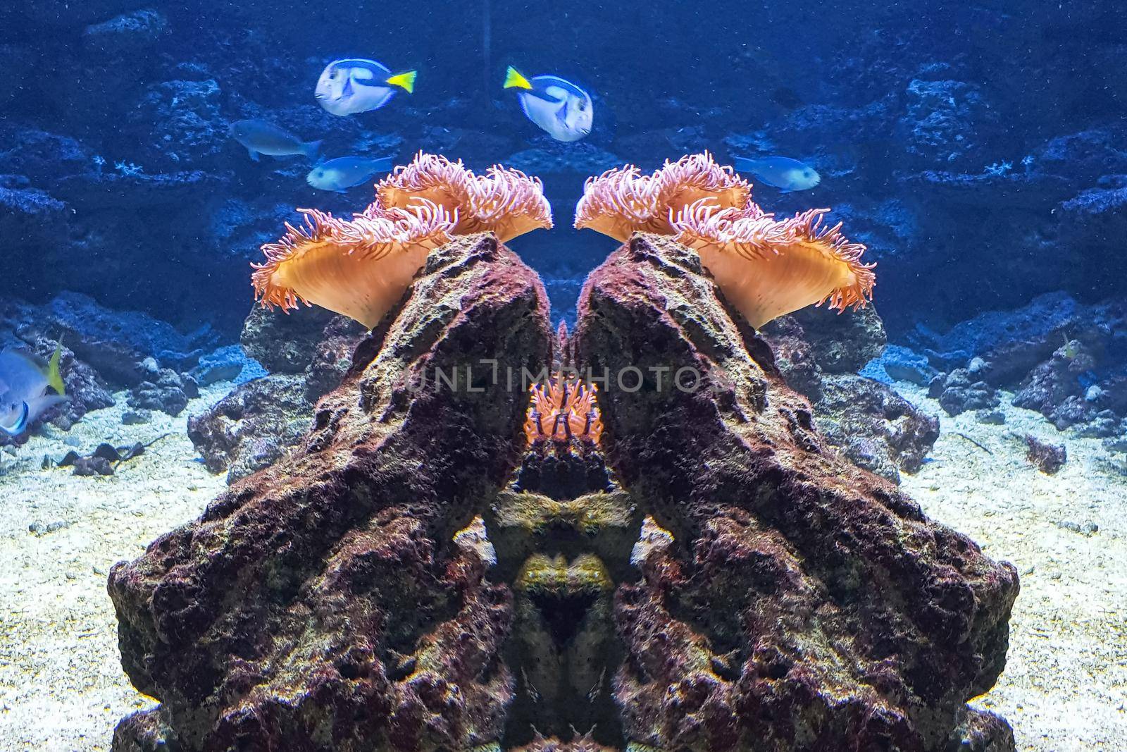 Colorful beautiful fish and underwater landscapes in the sea.            by JFsPic