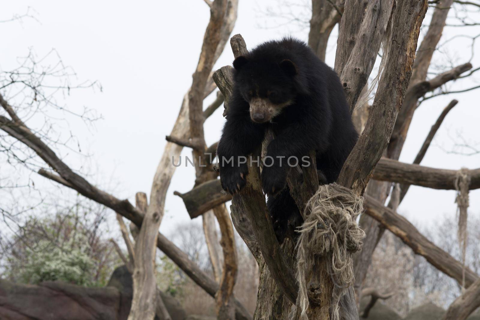 Black bear in late winter on a tree