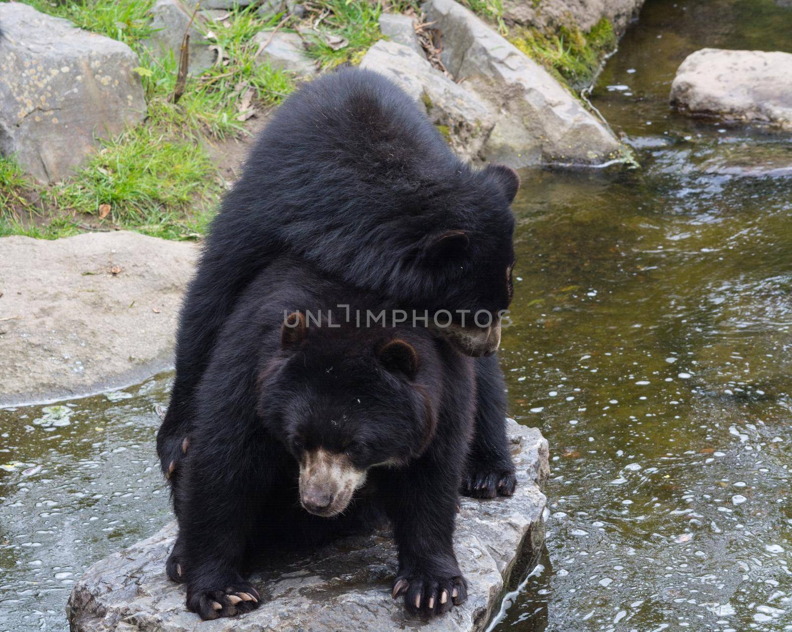 Two beautiful bears hug each other and play together