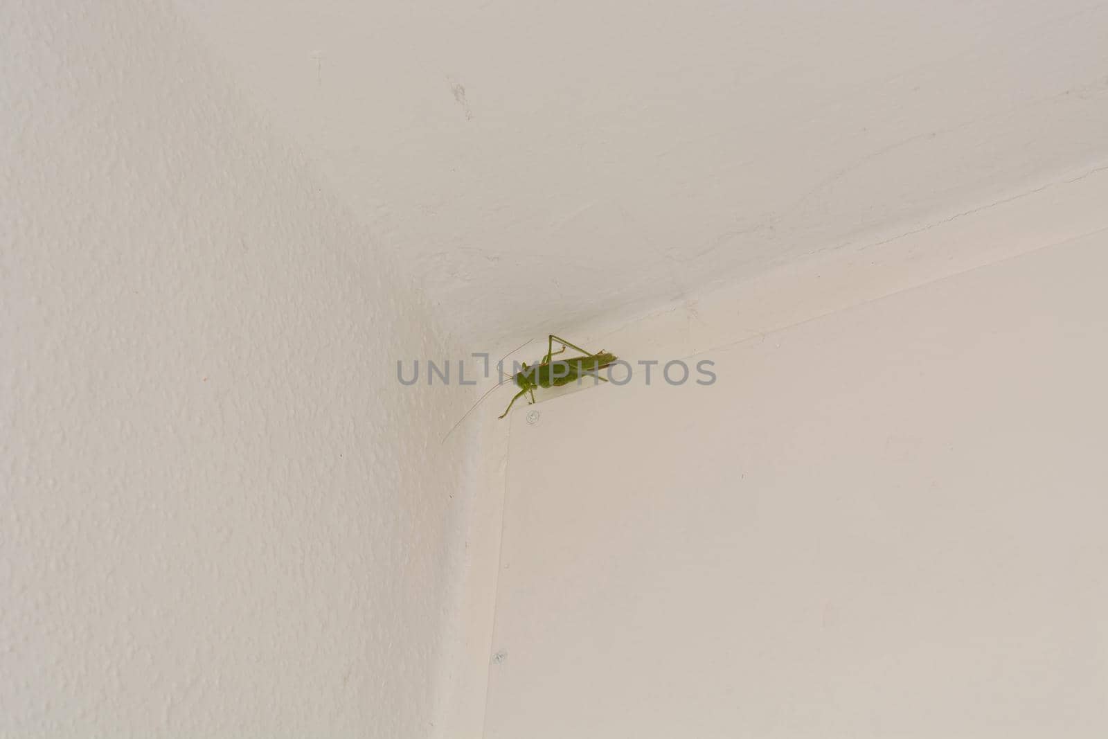 Great green bush-cricket (Tettigonia viridissima) - large species of katydid               by JFsPic