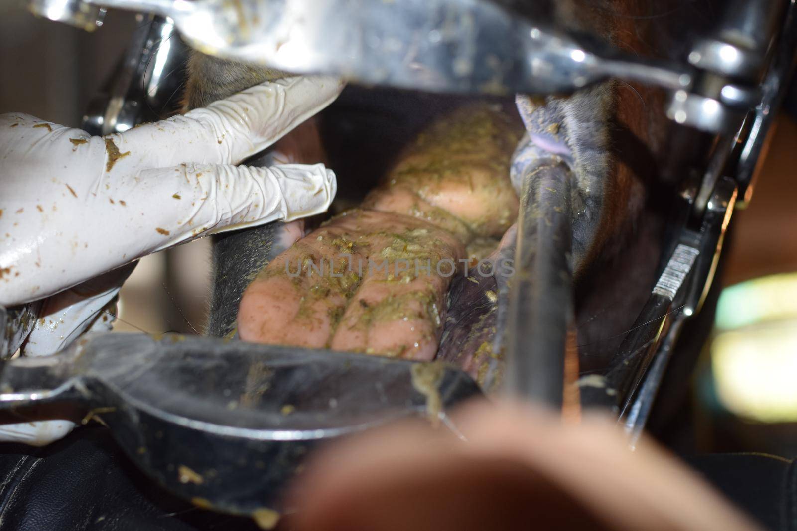 Close up of a horse dental treatment-view into the horses mouth