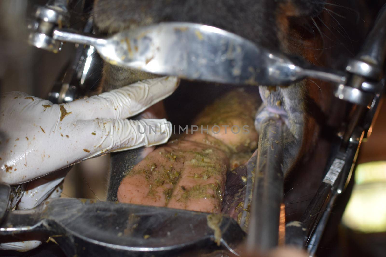 Close up of a horse dental treatment-view into the horses mouth