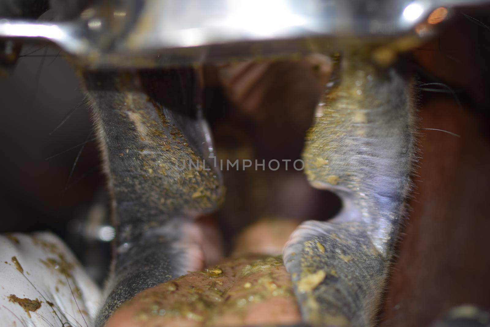 Close up of a horse dental treatment-view into the horses mouth