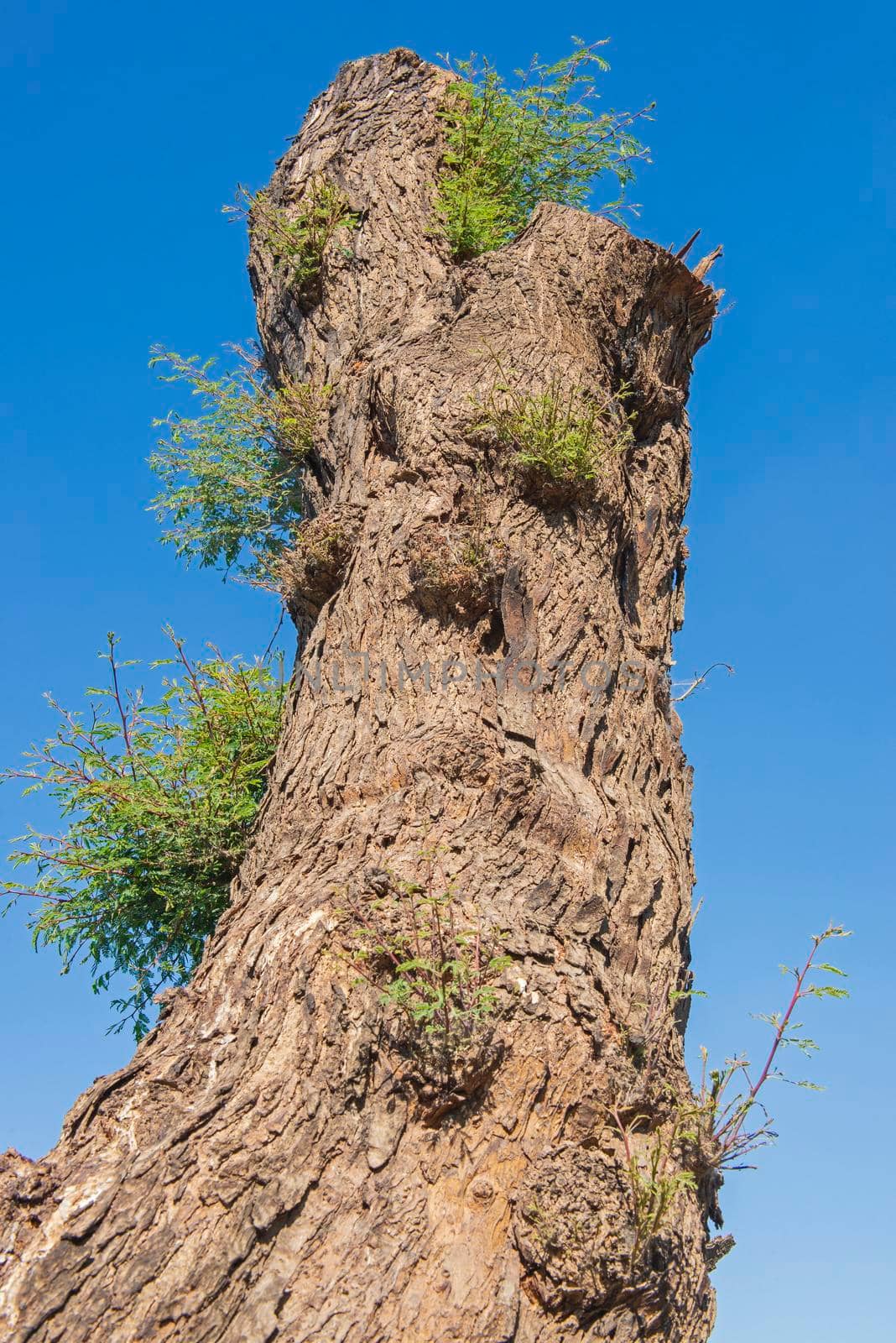 Closeup detail of large tree trunk with new growth against a blue sky background