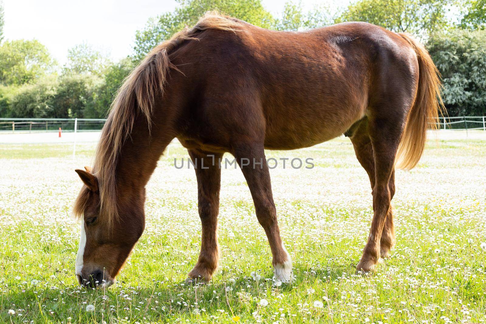 Beautiful red horse eating on green grass on meadow by NelliPolk