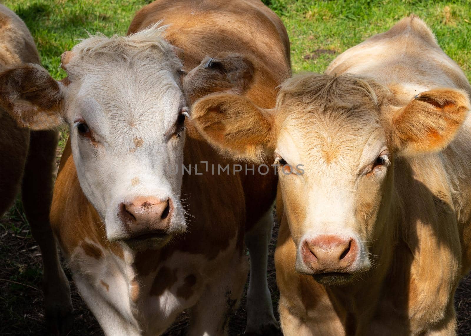 Cows in a green summer meadow by NelliPolk