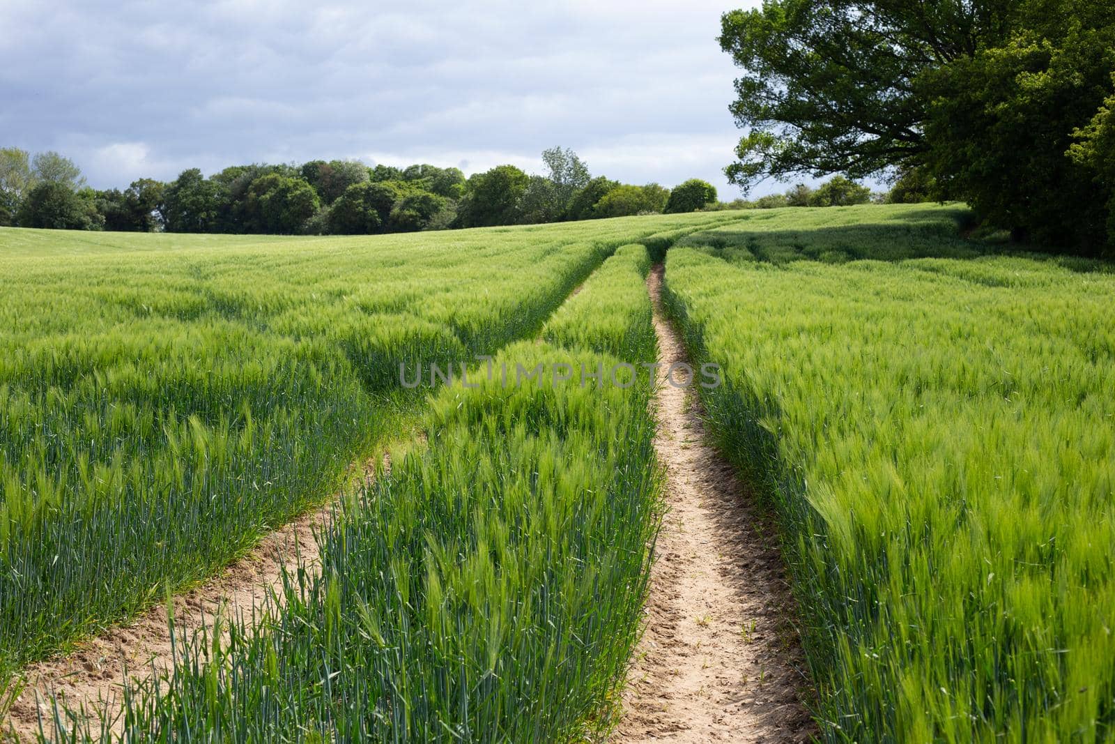 field of rye and sunny cloudy day in rural place by NelliPolk