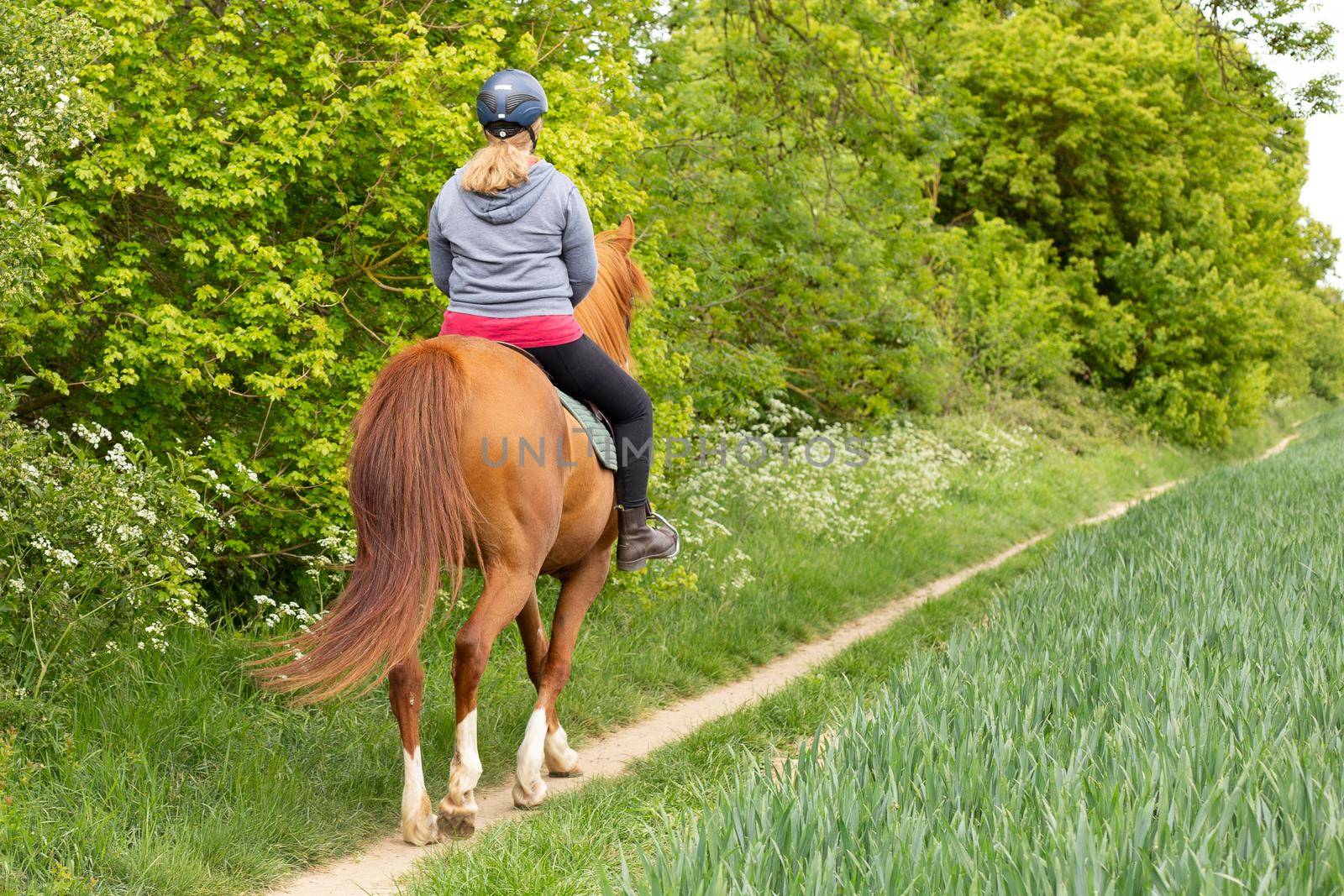 Brown horse running in a summer field with a rider. Back view