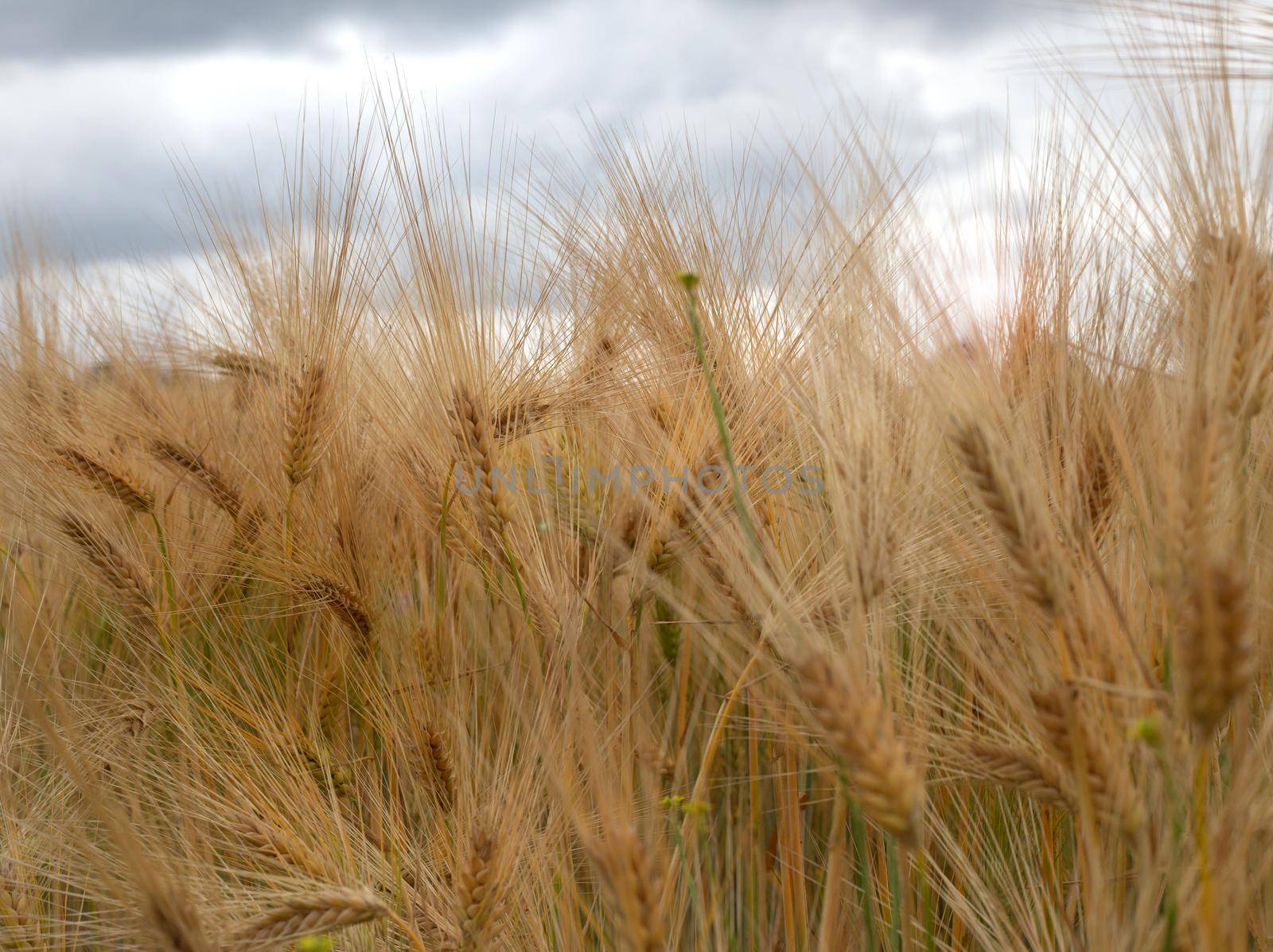 ears of wheat on filed close up by NelliPolk