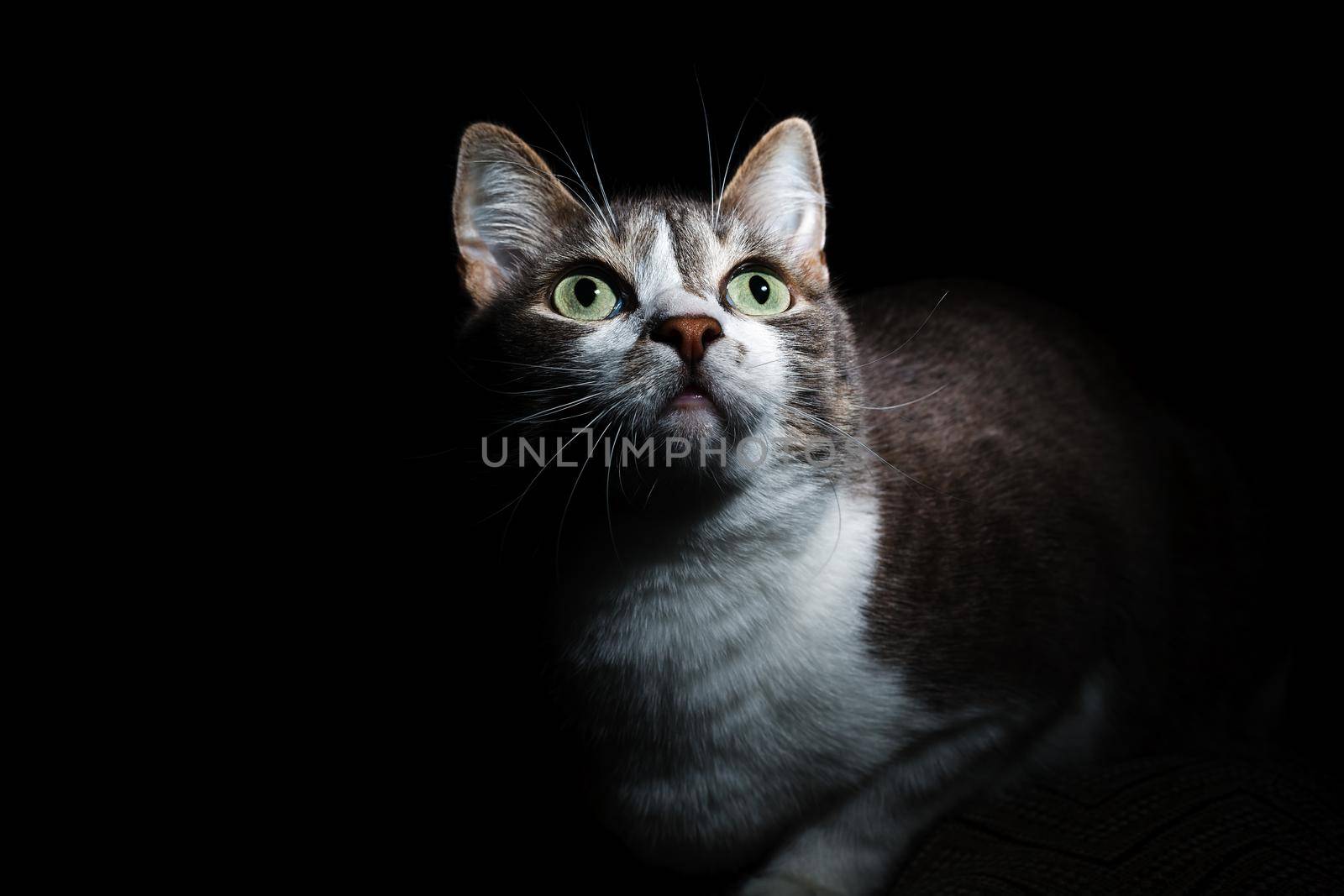 A lovely a with large eyes closely and interested looks upward. Portrait of a pet on a black background.