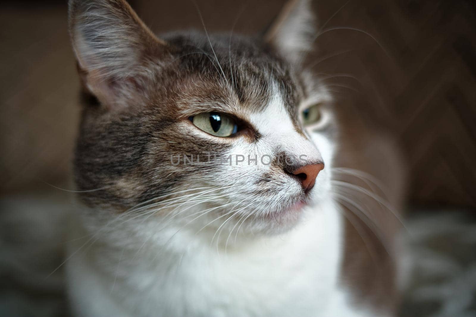 Portrait of a grey cat with a white breast. Smart and noble pet posing for the camera. by SergeyPakulin
