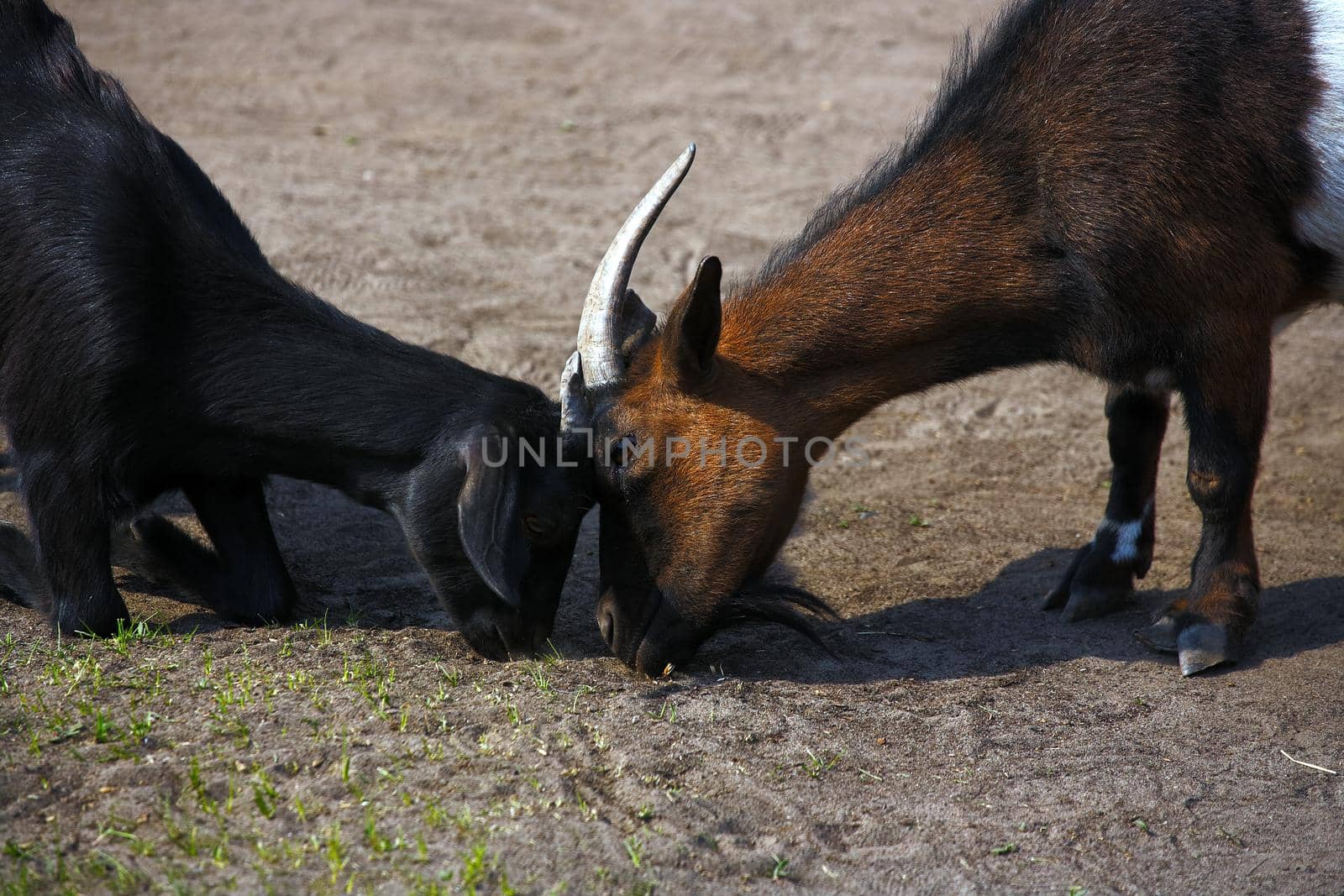 Two goats are greedily nibbling the last of the grass in the pasture. Fight for food and animal survival in a drought. by SergeyPakulin