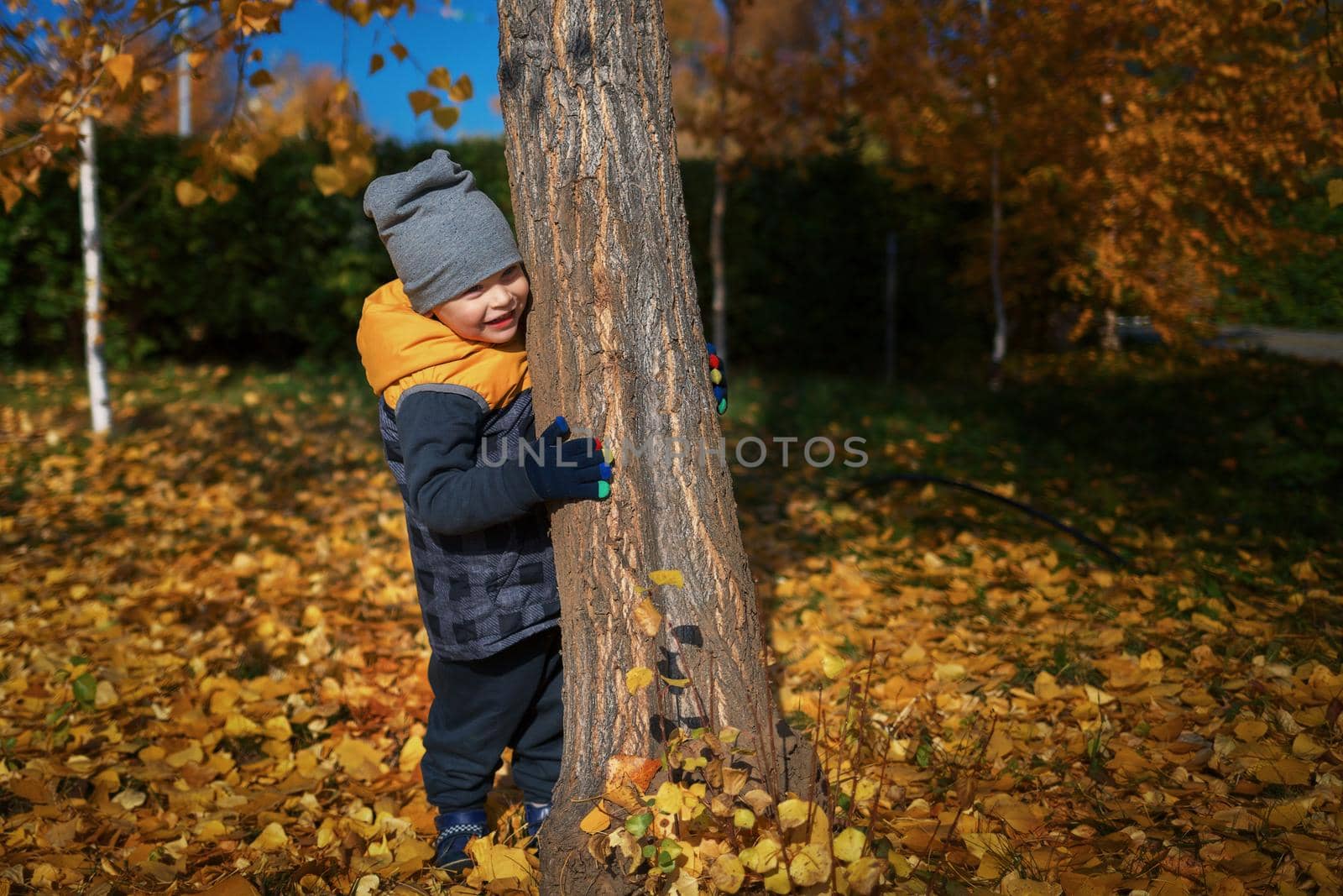 The child enjoys a walk in nature. A little boy peeks out from behind a tree. Playful child on a warm day in the autumn park