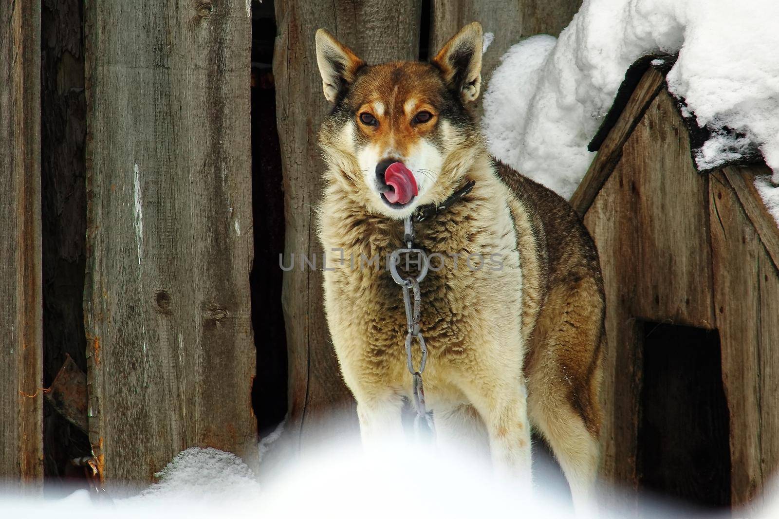 The watchdog is on a chain near his kennel. The dog licks after lunch. by SergeyPakulin