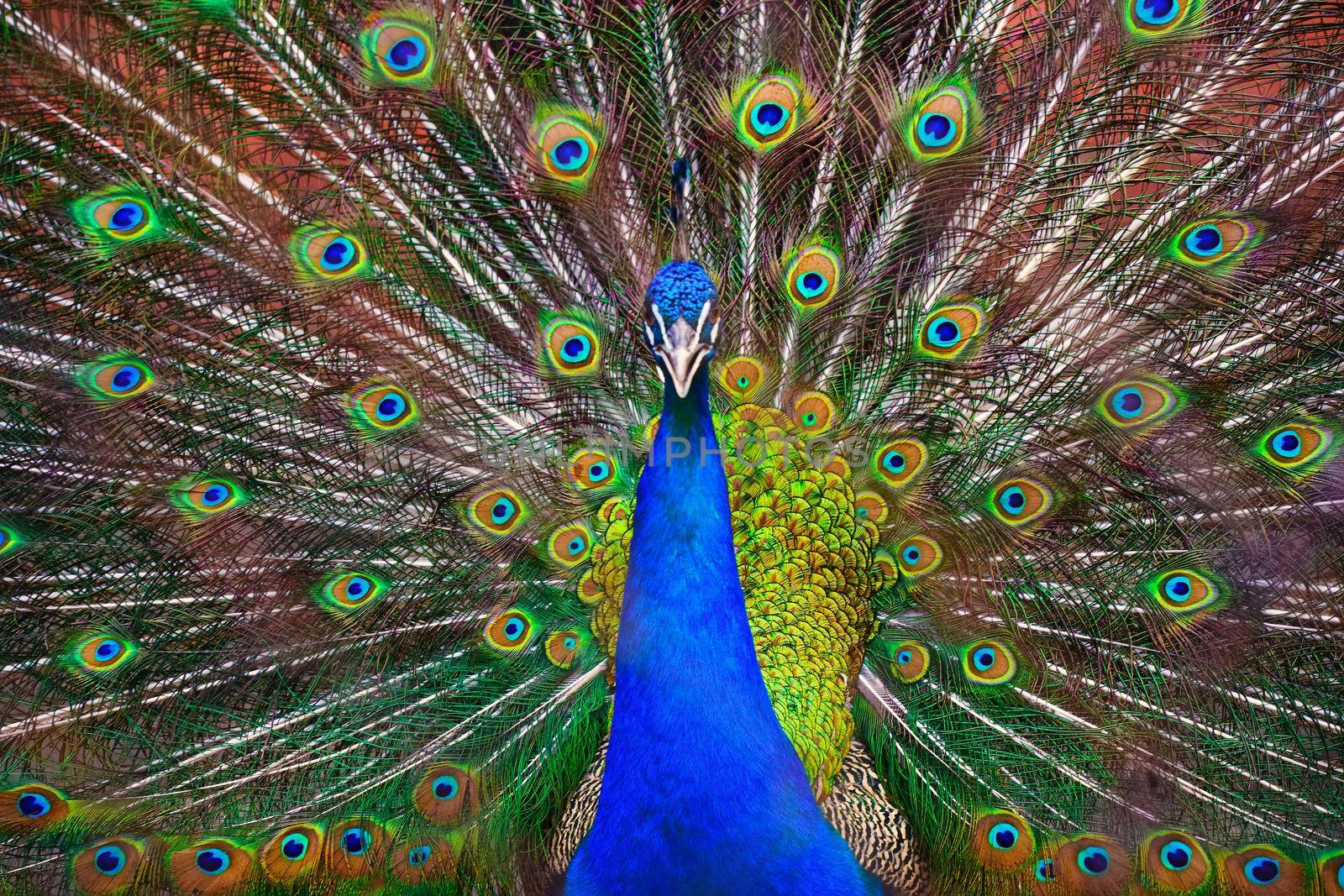 A beautiful male peacock fluffed a colorful multicolored tail. Mating dance of a bird or courtship of a female.