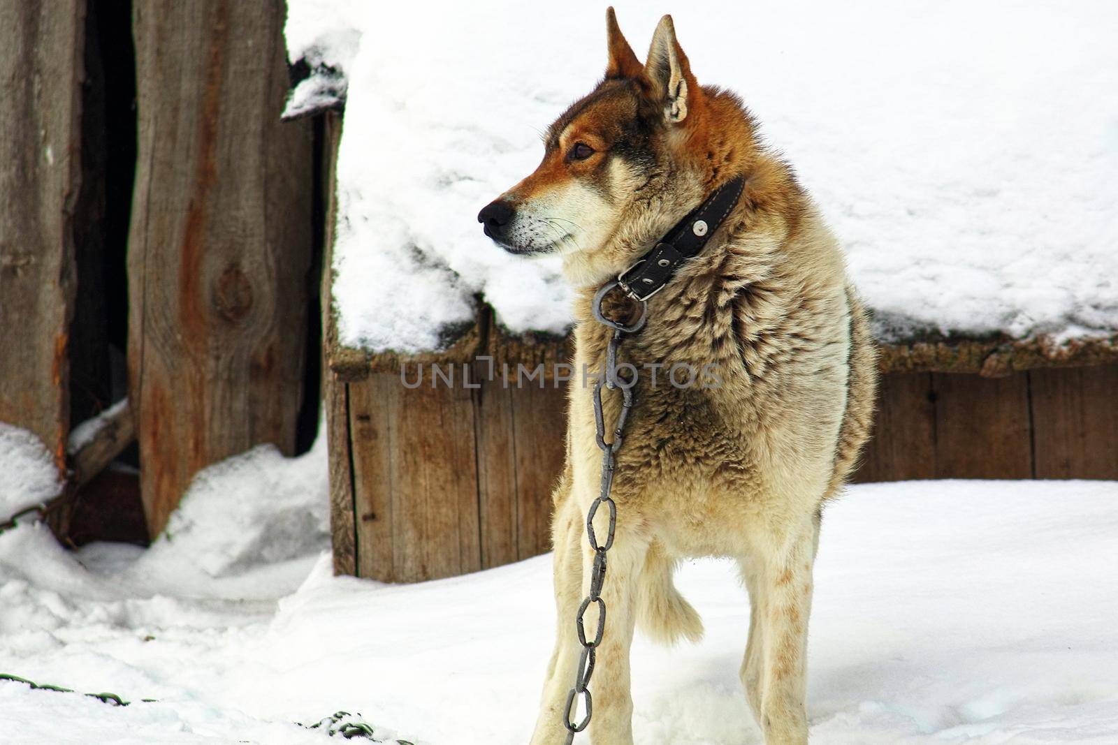 Lonely dog in a collar on a chain in the winter frost. Pets in captivity by SergeyPakulin