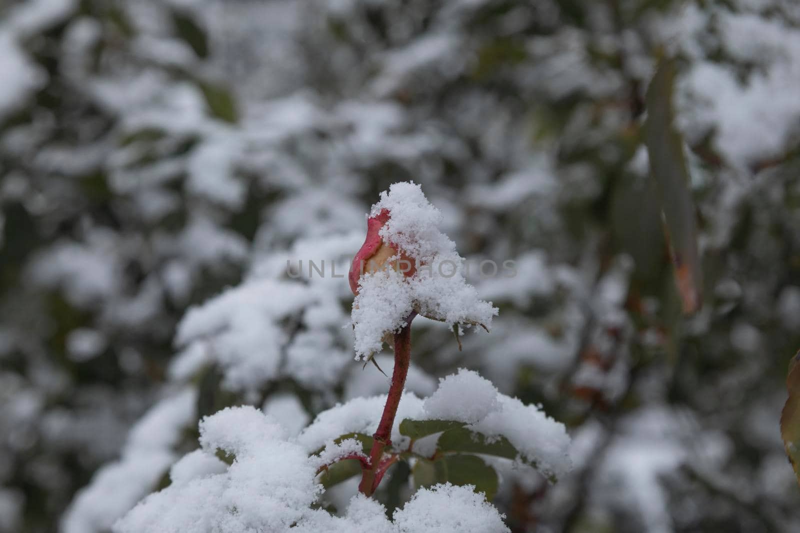 Frozen rose, in the famous Rosaleda, in Retiro, Madrid. by alvarobueno