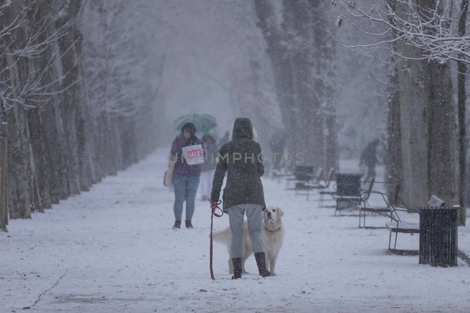 People walking the dog, in Retiro, Madrid, in snowy day. by alvarobueno