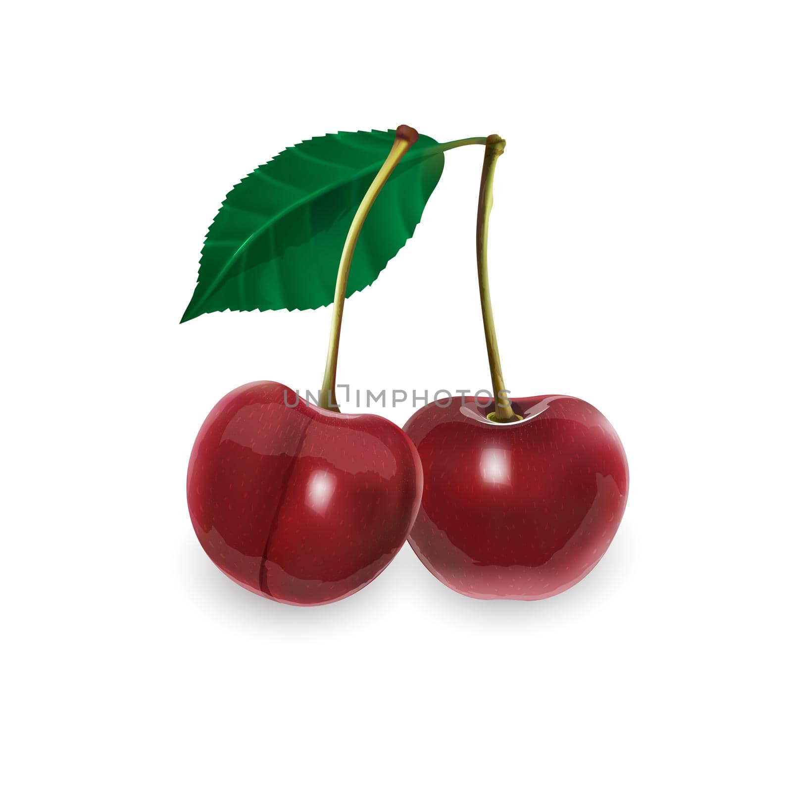 Two cherries with stems and a leaf. by ConceptCafe