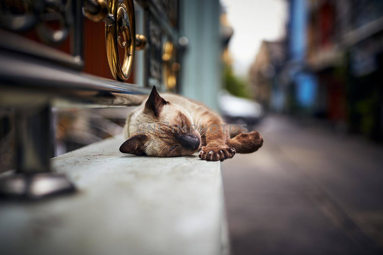 Street cat sleeping on a wall in the street