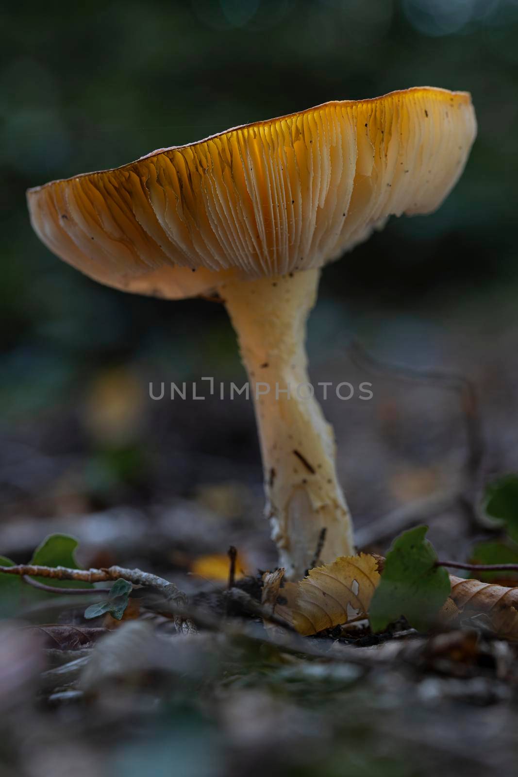 Mushroom yellow white Russula ochroleuca with sunlight through the hat and lamellae in a forest in the Netherlands
