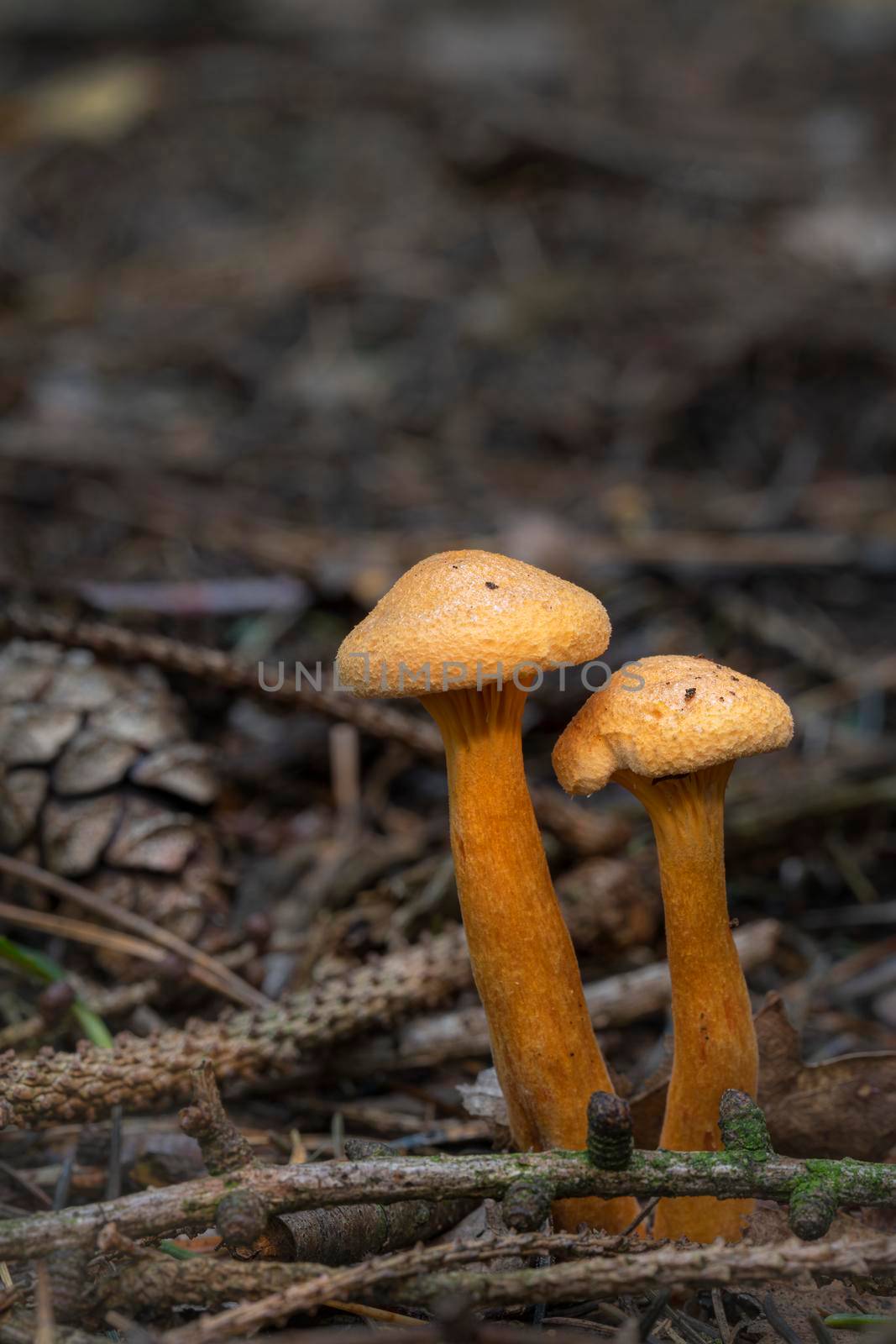 Mushrooms False Chanterelle Hygrophoropsis aurantiaca in a yellow-orange color in a coniferous forest in the Netherlands
