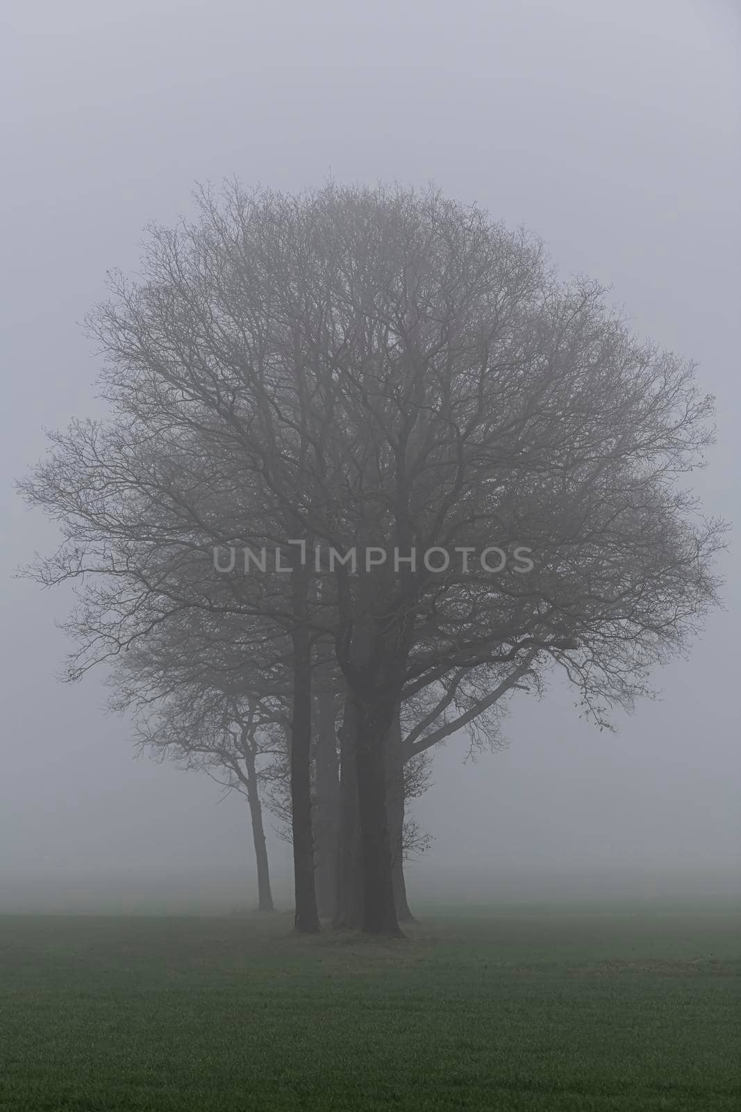 Trees in the fog
 by Tofotografie