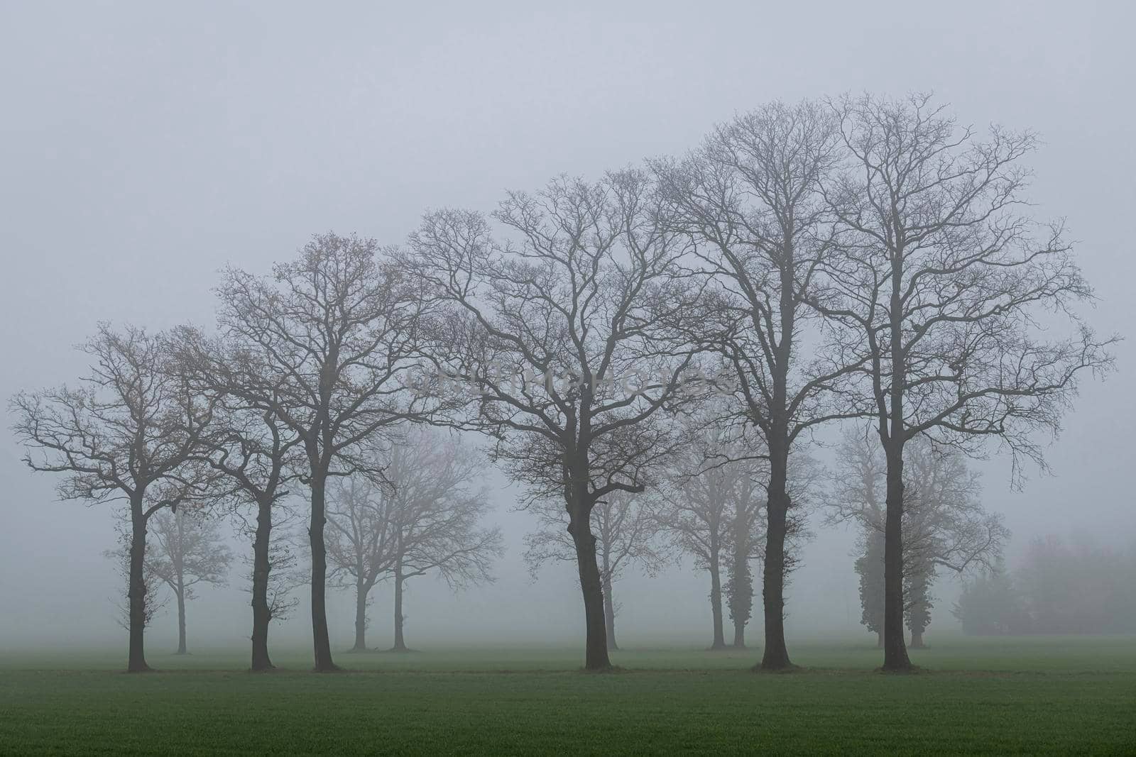 Trees in the fog
 by Tofotografie
