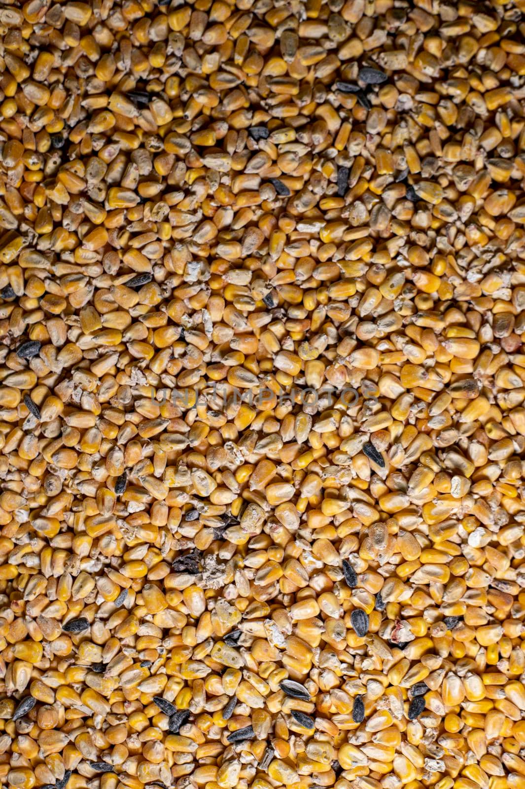 yellow corn texture for farm animal feed