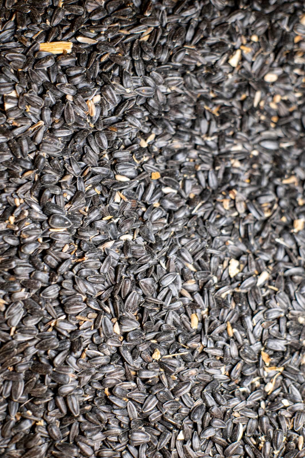black color sunflower seed texture for farm animal feed