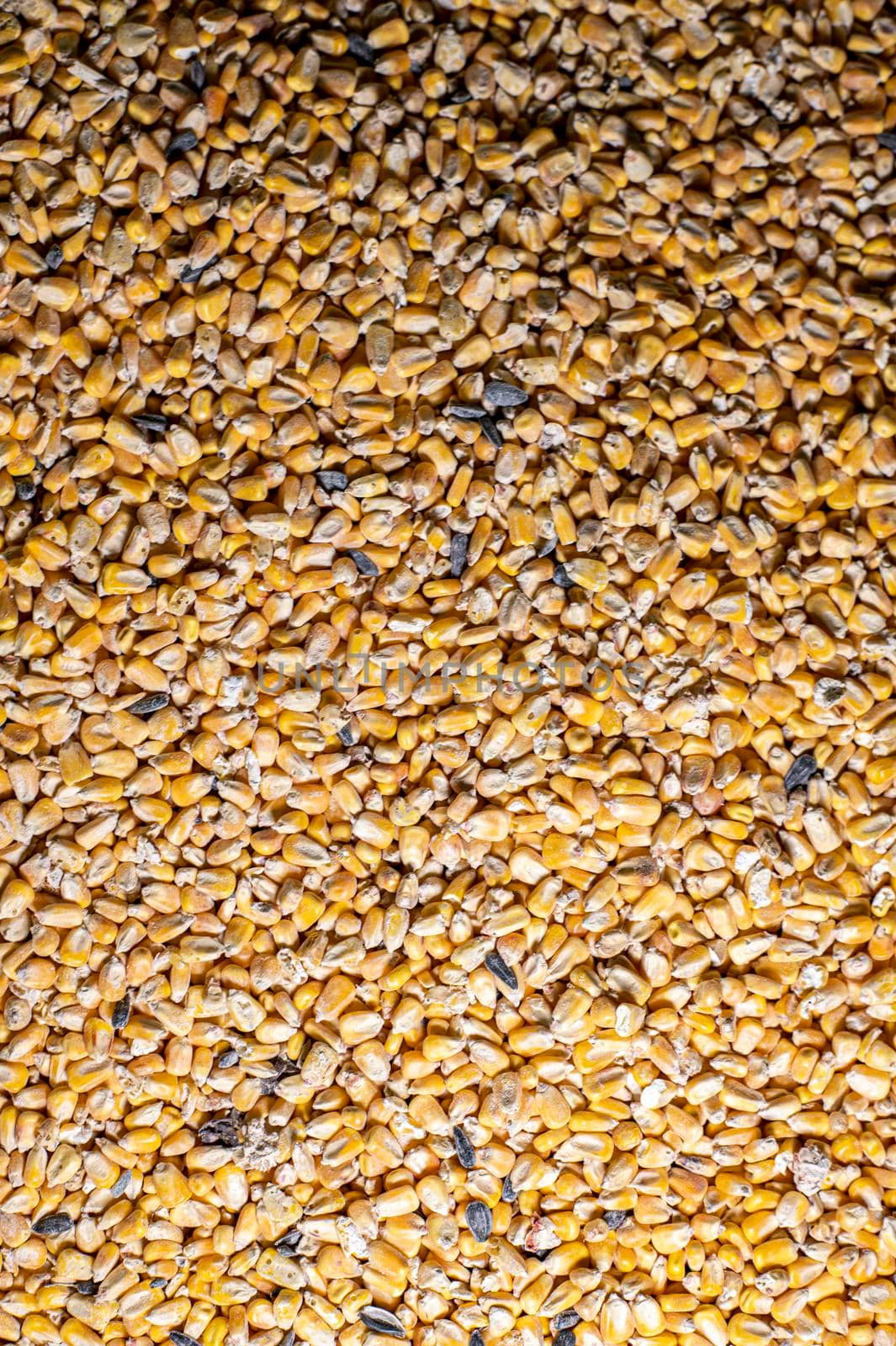 yellow corn texture for farm animal feed