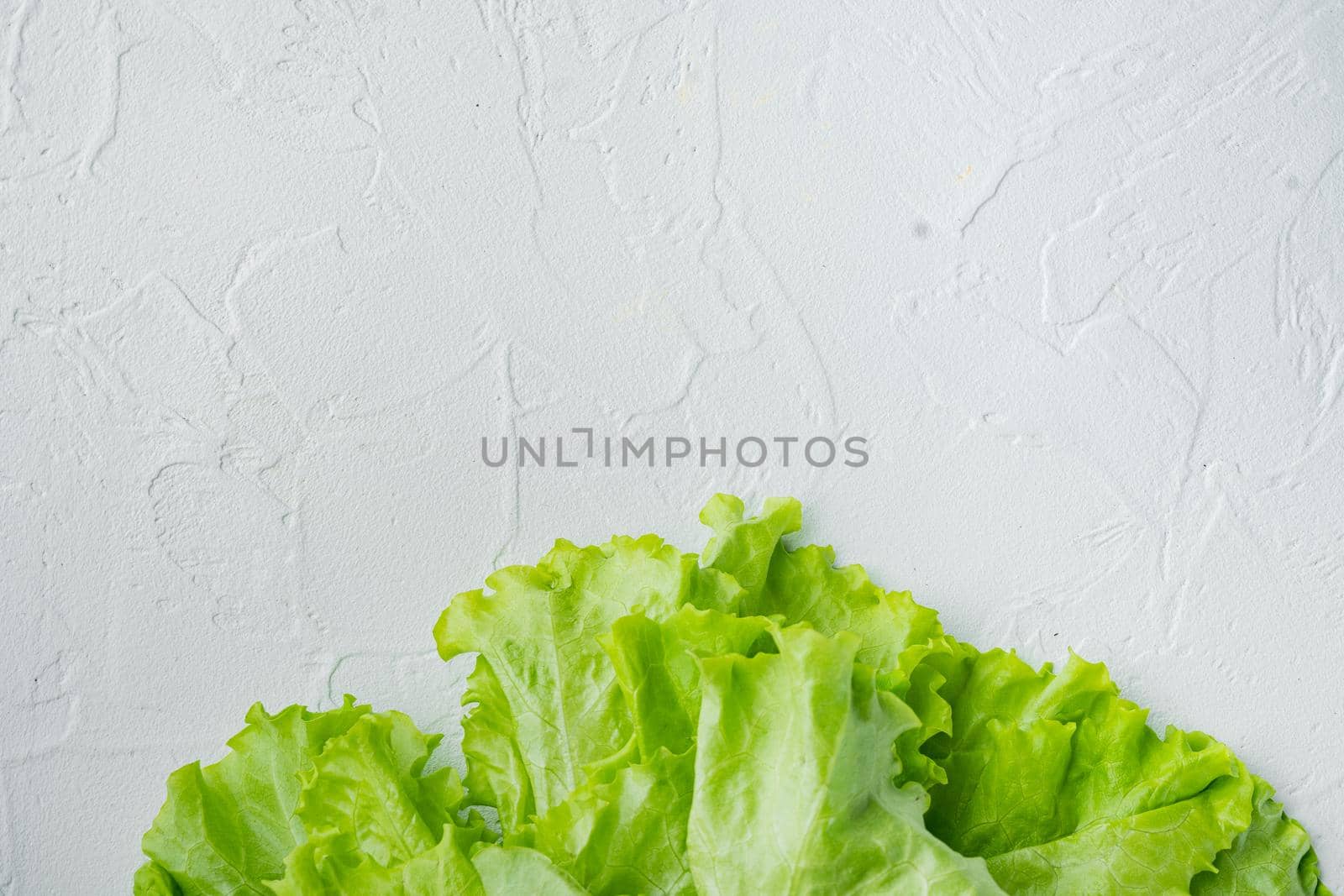 Green salad lettuce fresh leaves, on white background with copy space for text