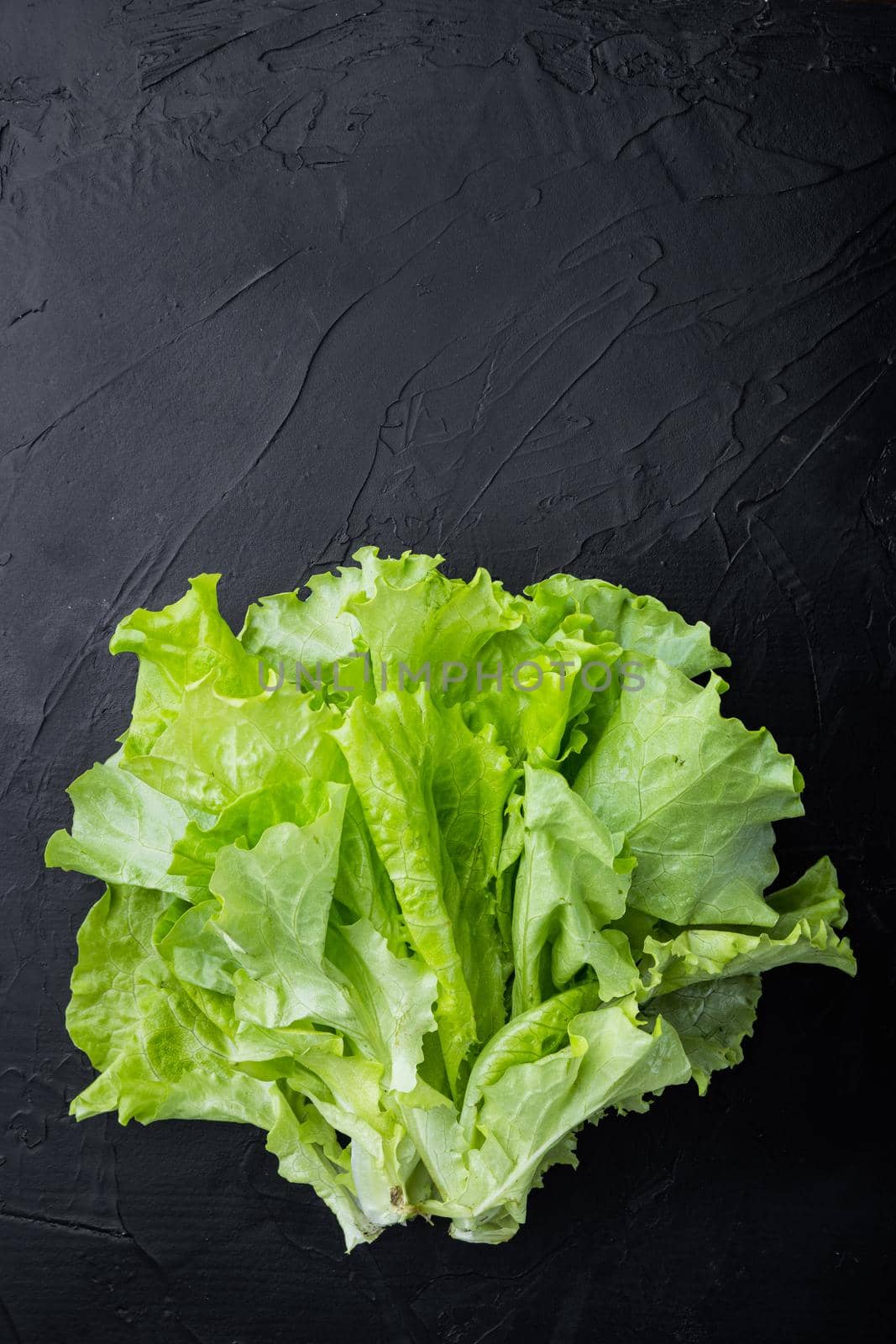 Fesh green lettuce salad organic leaves, on black background with copy space for text