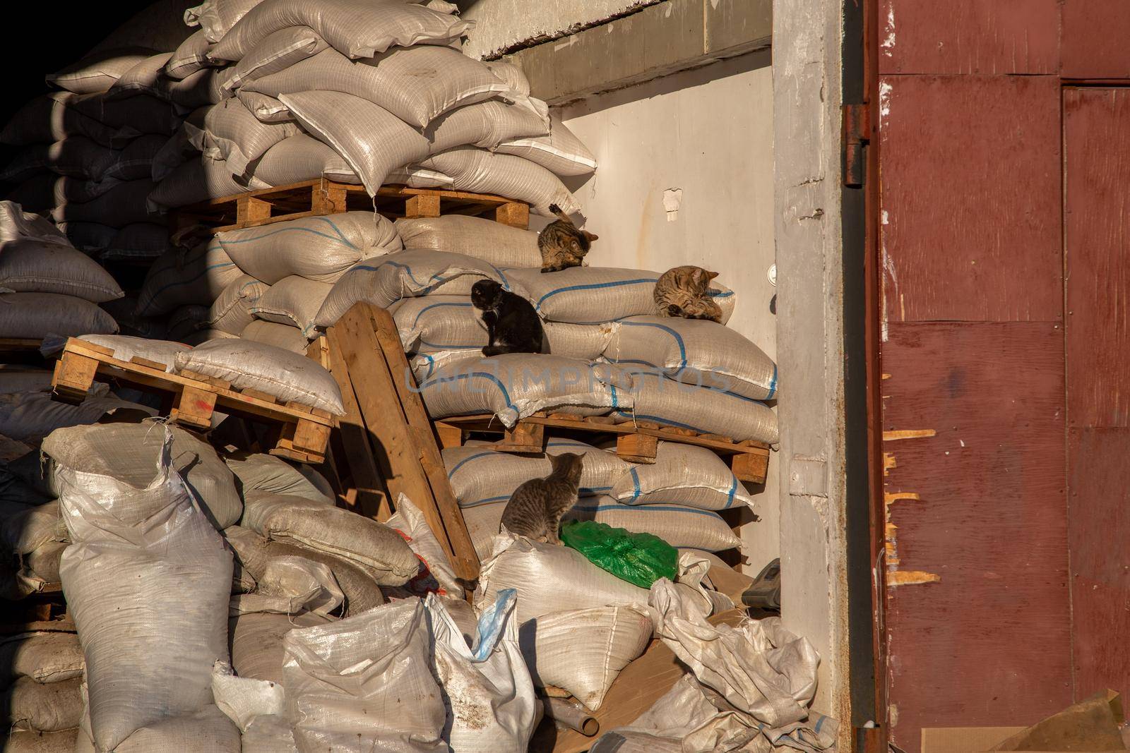 mouse catchers cats basking in the sunlight while lying on sacks of grain in a storage room