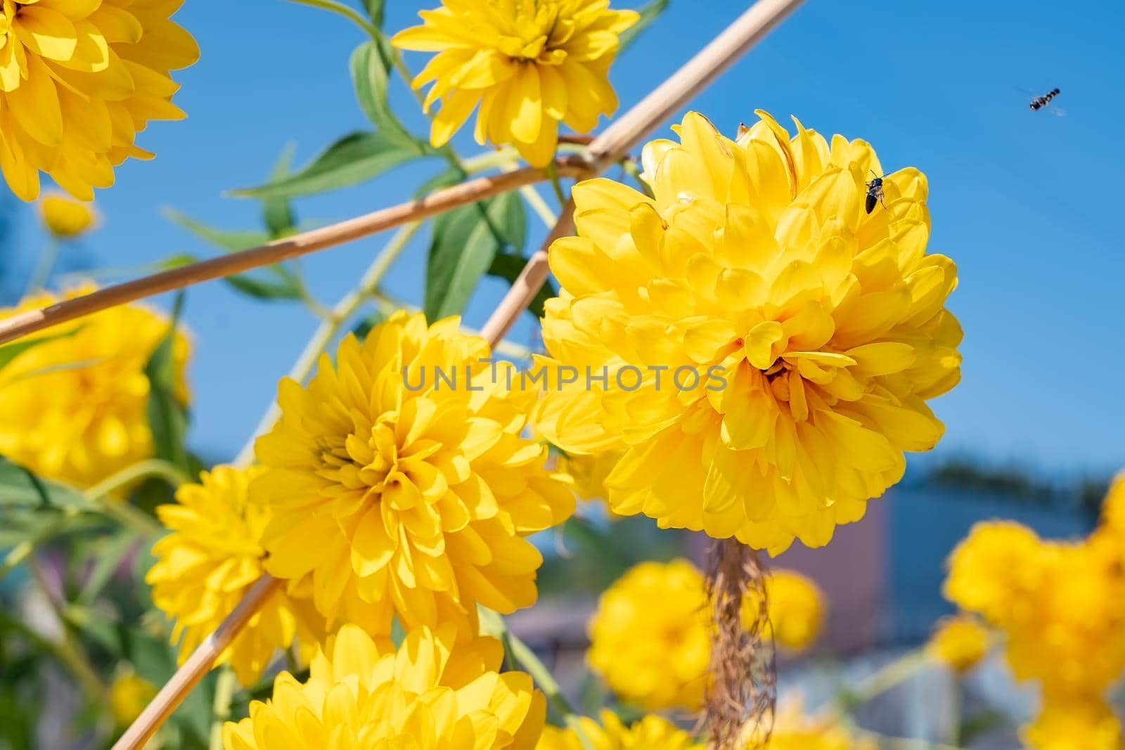 yellow flower buds of rudbeckia laciniata hortensia, with bees by jk3030