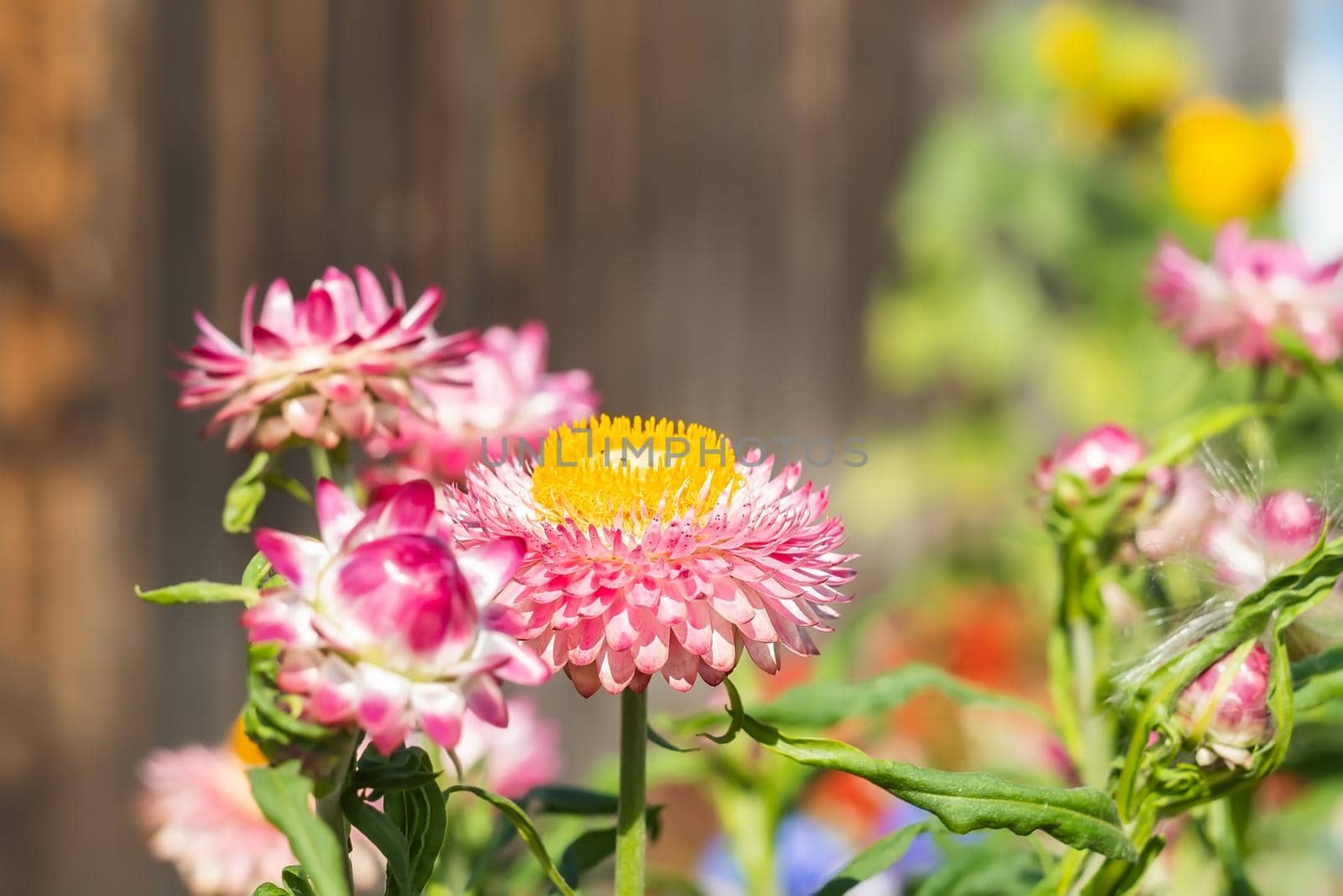 Xerochrysum bracteatum, Helichrysum, Astraceae, pink immortelle flowers on the background of a fence on a home, country flower bed