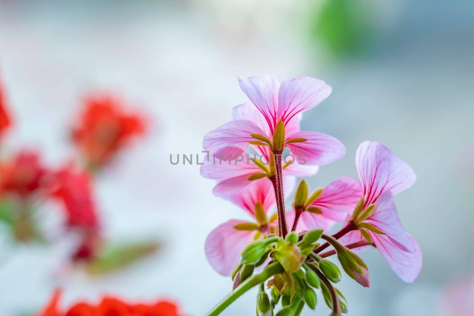 Sweet scented geranium. A geranium stem with several pink flowers by jk3030
