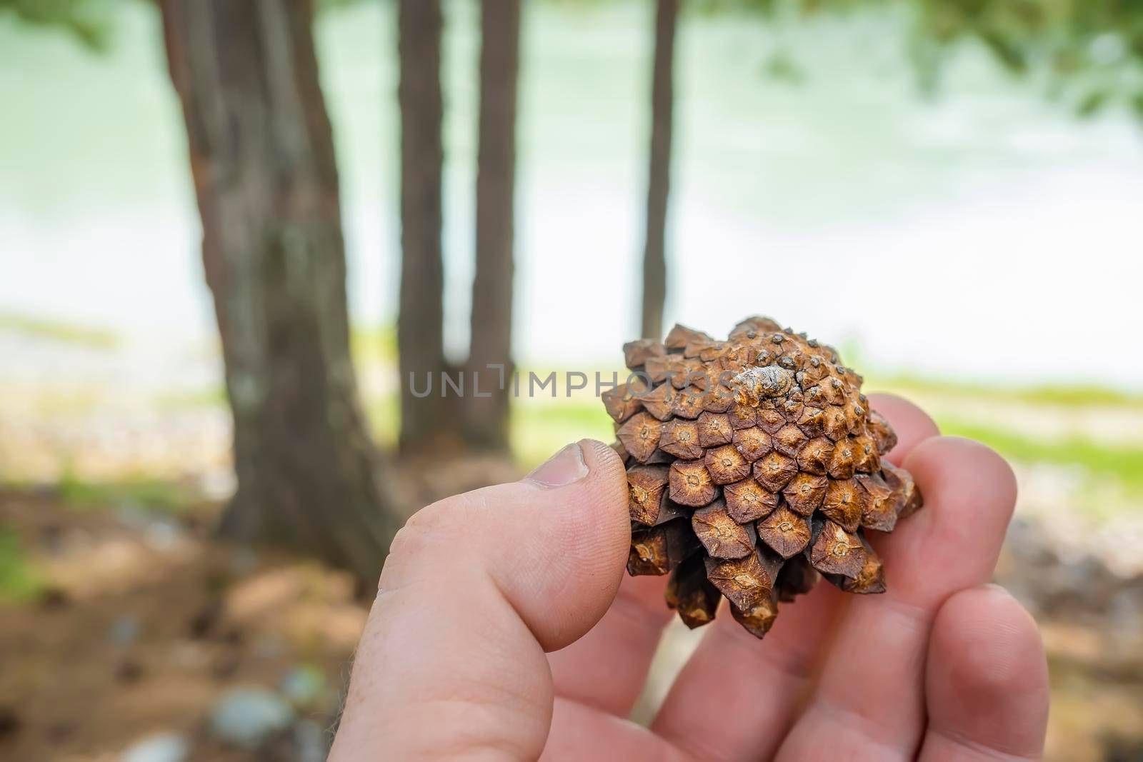 dry fallen pine cone in the hand of a man by jk3030