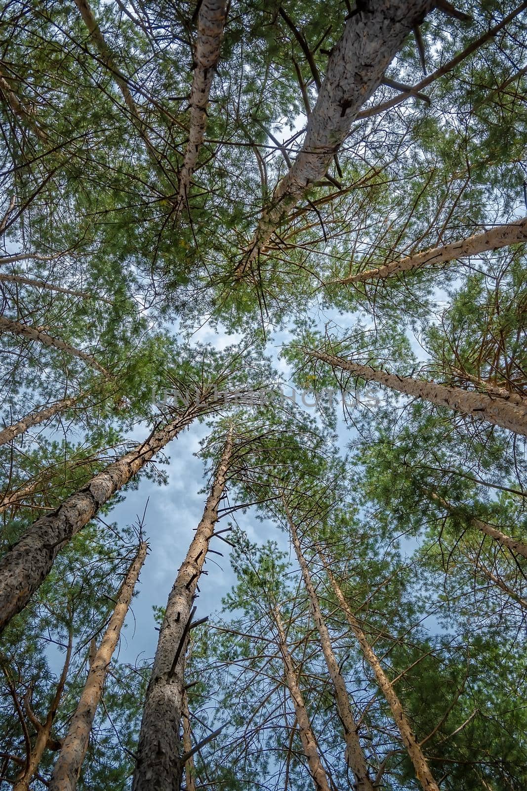 view of trunks and branches of coniferous trees, against the blue sky, view of the sky in a pine forest