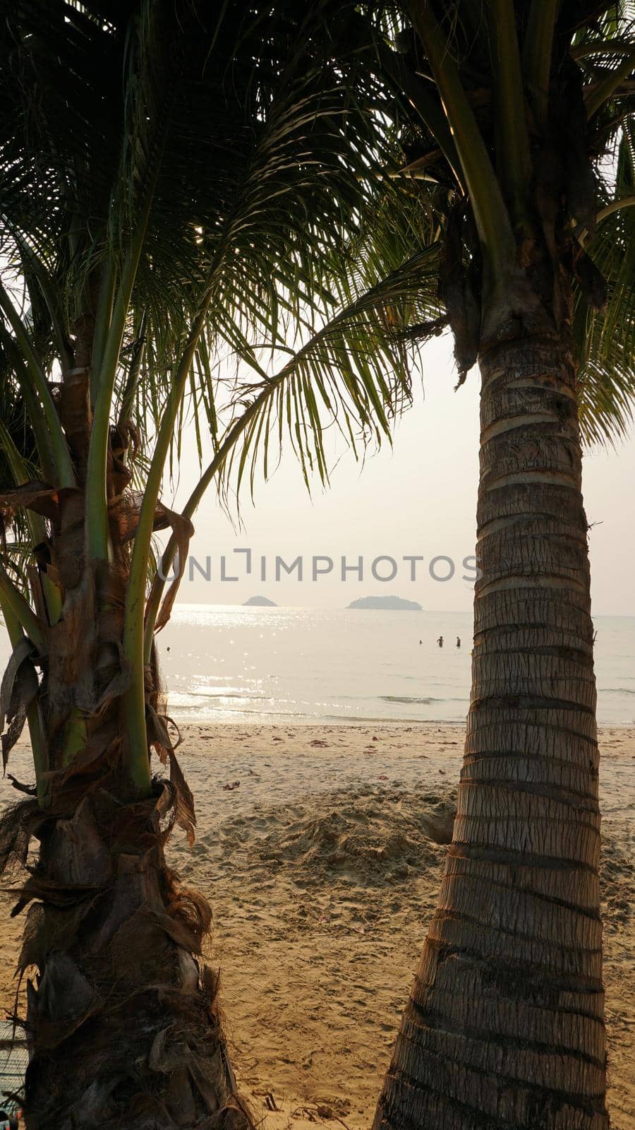 Green palm trees with coconuts on the beach. The tropical island is covered with jungle. Huge tree leaves hang down. It offers views of the beach and the blue sea. The sun's rays and shadow. Thailand