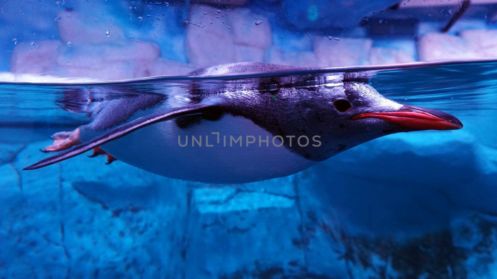 Big Aquarium Bangkok. Penguin swims freely and poses for the camera. Red beak, white belly and dark back. Smart view of the person. The animal is not in the will. Under water through glass. Thailand