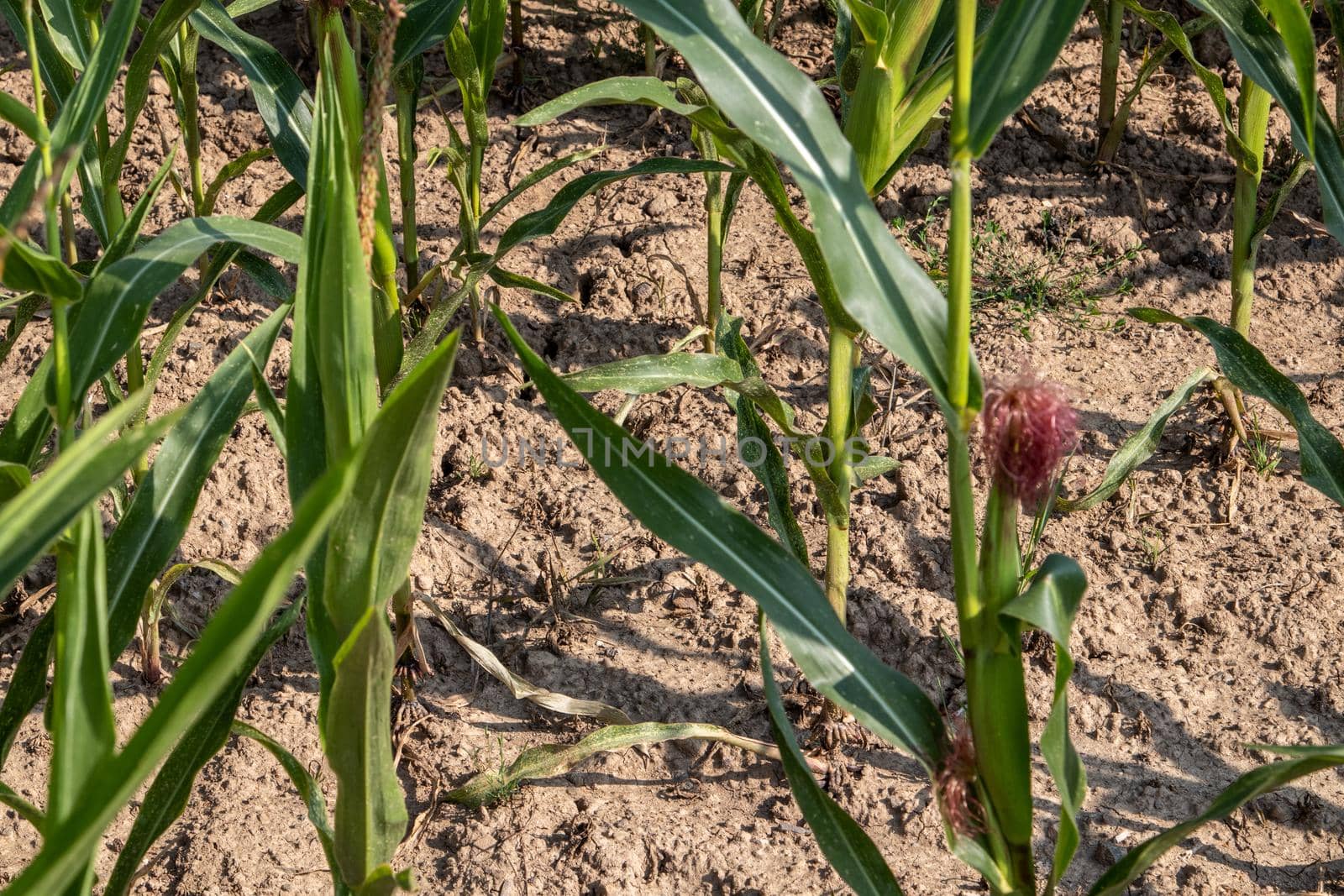 Cornfield, maizefield growing on dry land