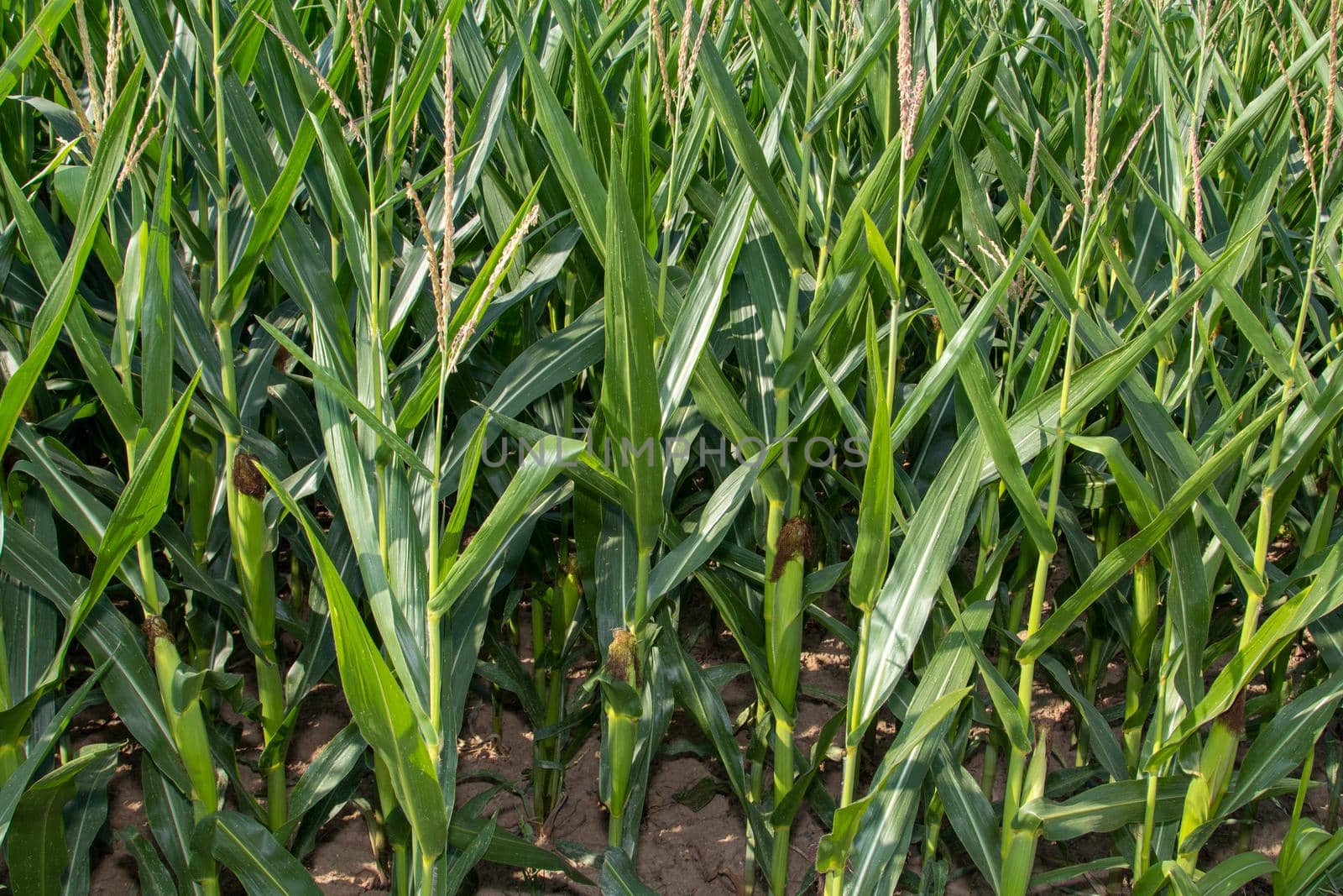 Maize plants on dry farmland  by reinerc