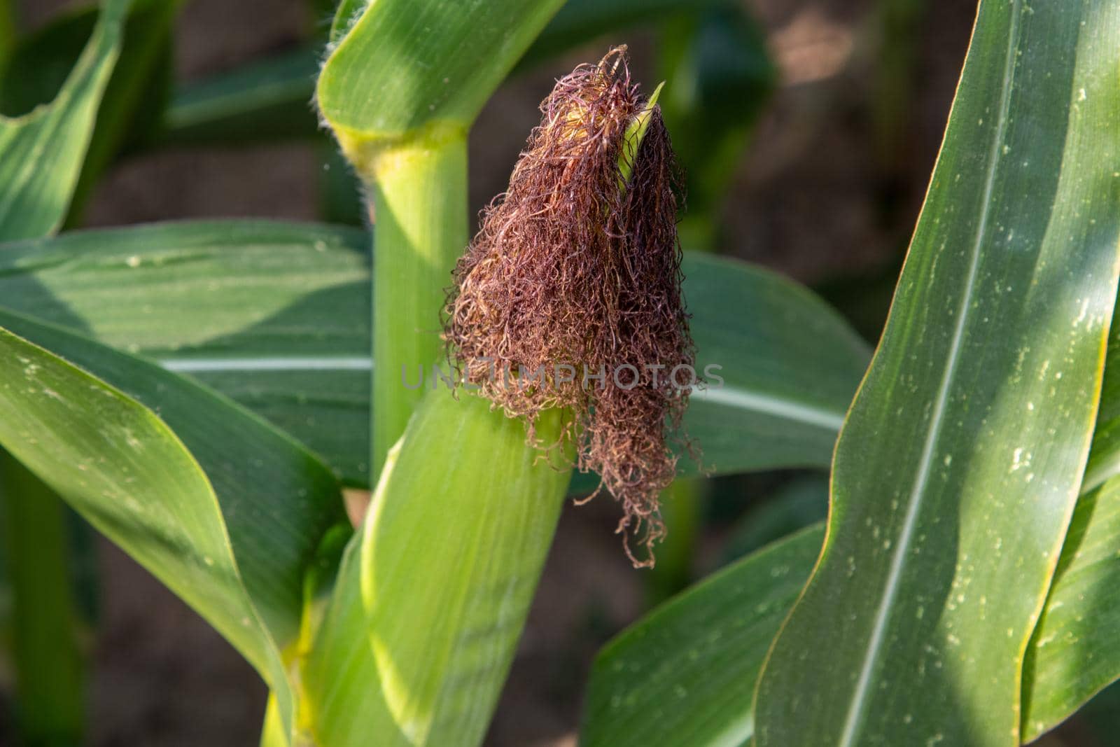 Close-up of a growing corncob, maize cob