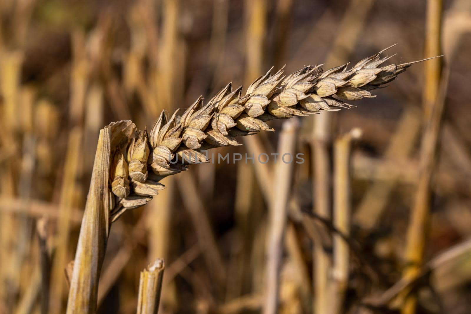 Macro of ripe wheat ears in a cornfield