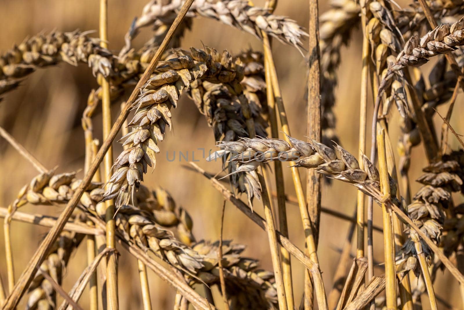 Macro of ripe wheat ears in a cornfield