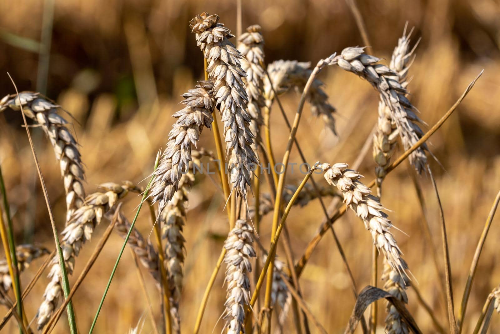 Macro of ripe wheat ears in a cornfield