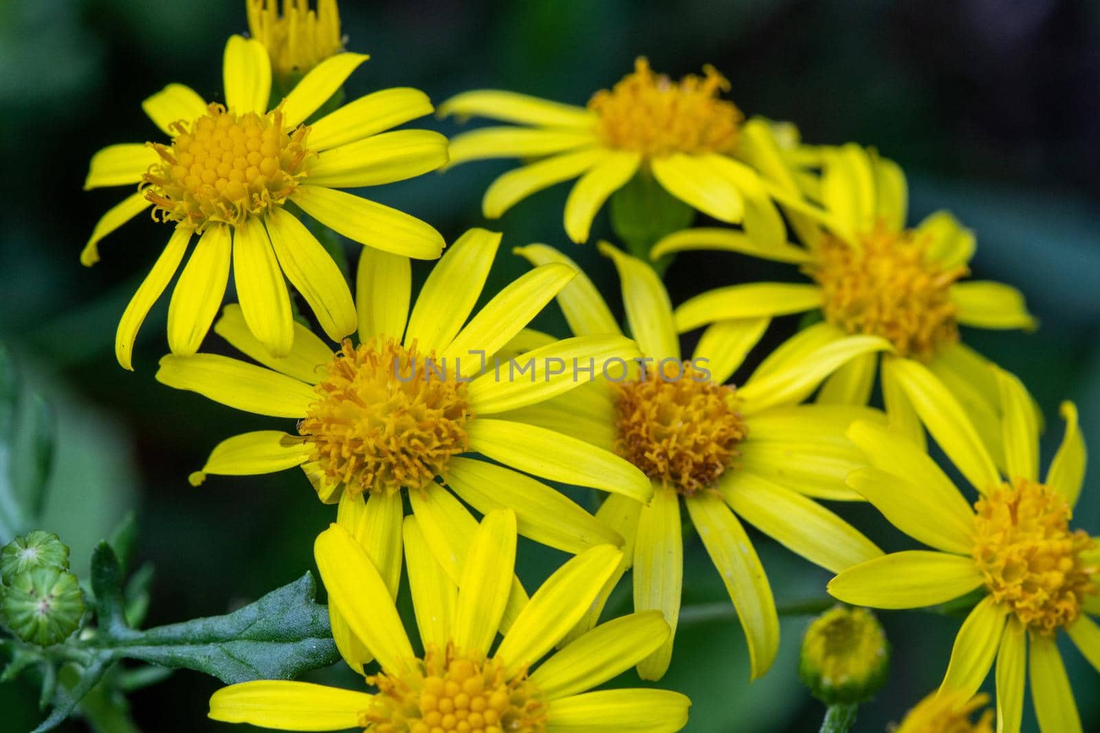 Flower with yellow blossom close-up by reinerc